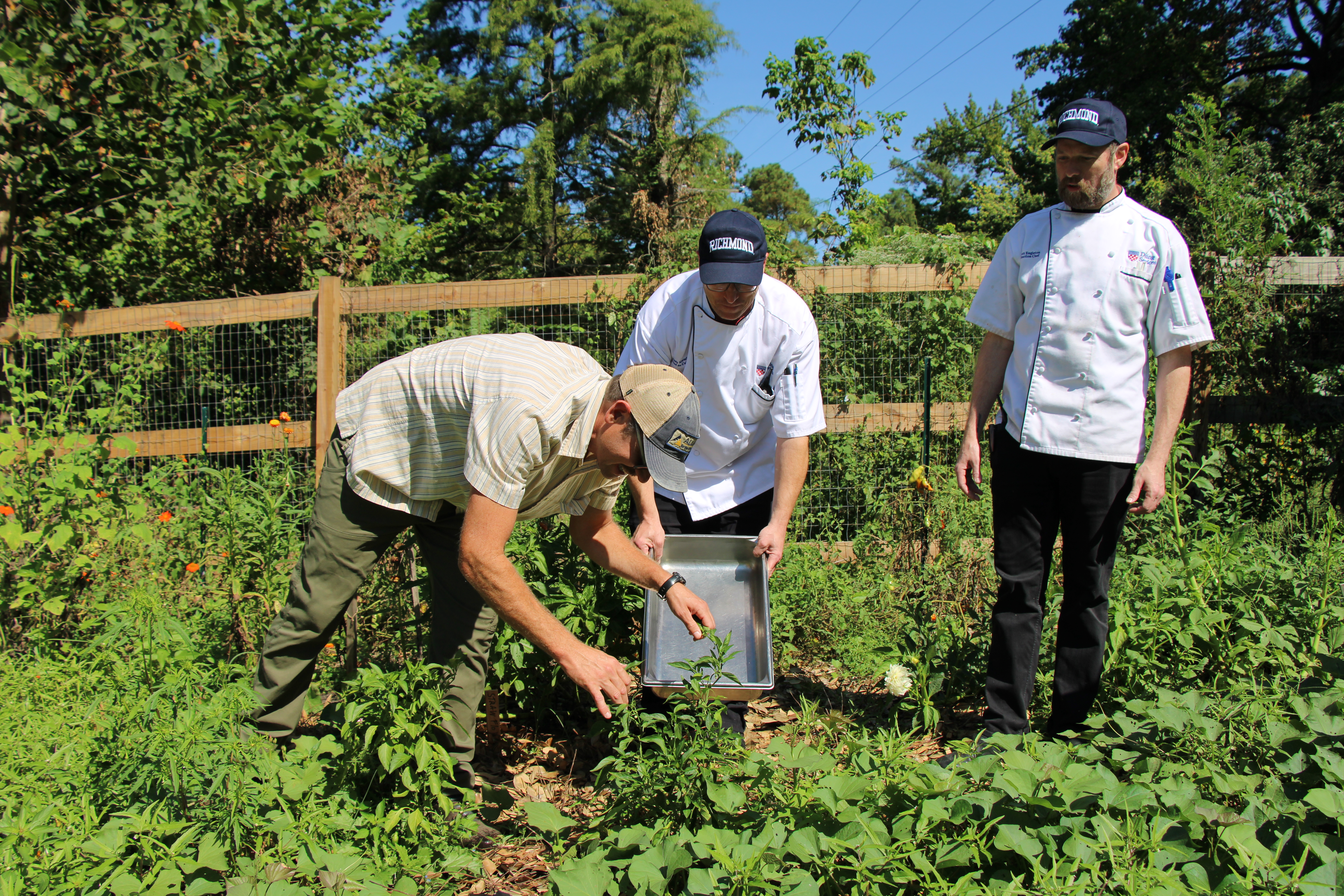 Natural areas steward and catering chefs collecting peppers